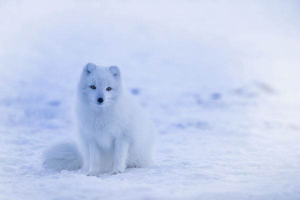 景观,性质,冬季,动物,雪,冷