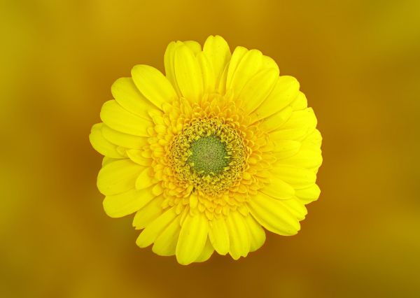 bloesem,fabriek,fotografie,bloem,bloemblad,bloeien