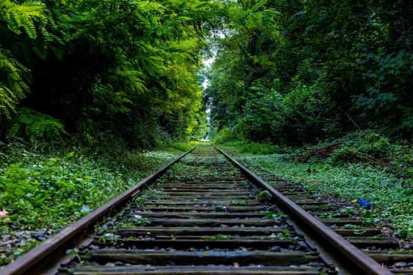 árvore,natureza,floresta,Pista,estrada de ferro,Ferrovia