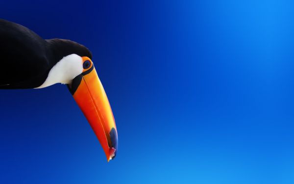 birds, animals, nature, toucans, sky, blue background