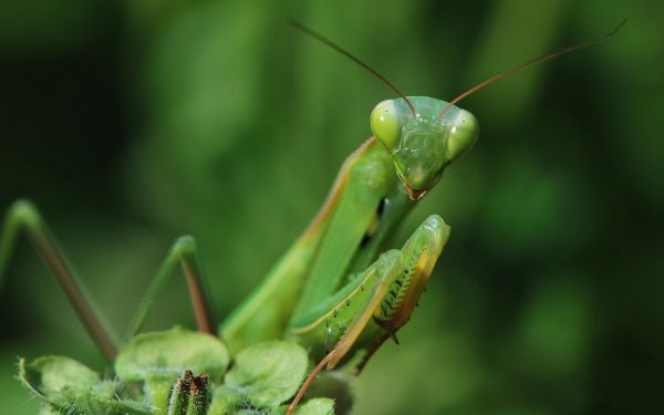 gräs,fotografi,insekt,grön,bönsyrsa,gräshoppa