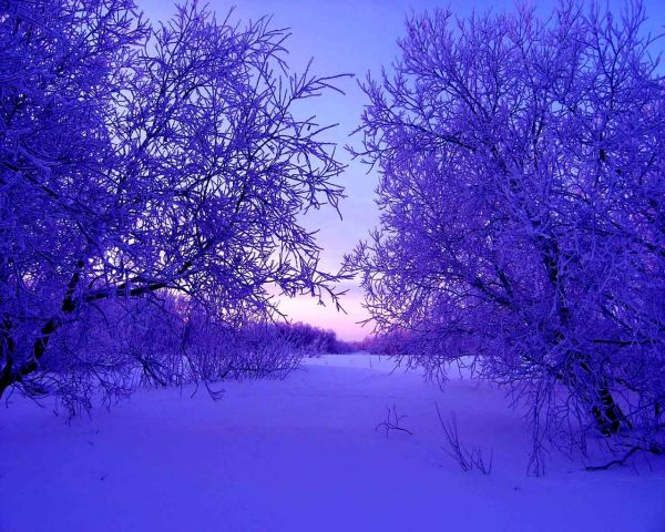 阳光,树木,景观,性质,天空,雪