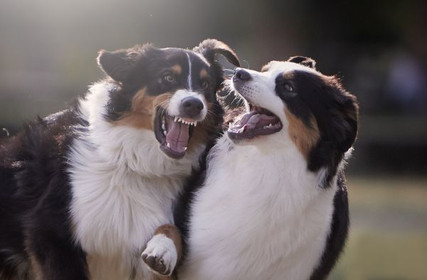 câine,carnivor,rasa de câine,falcă,bot,companion dog