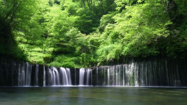 Árvores,panorama,floresta,lago,agua,cascata