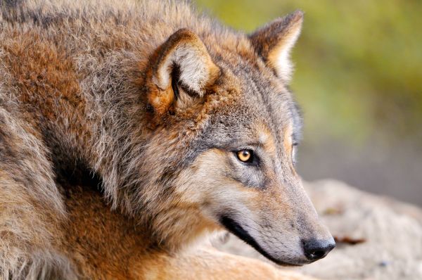 animals, nature, wildlife, wolf, fauna, mammal