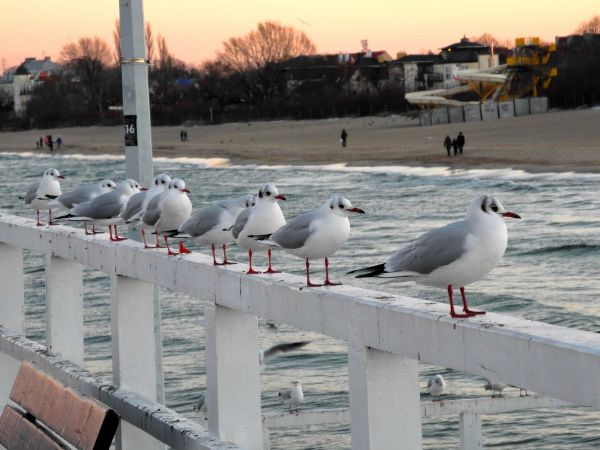 Meer, Winter, Möwen, Schnee, Brücke, Schiene