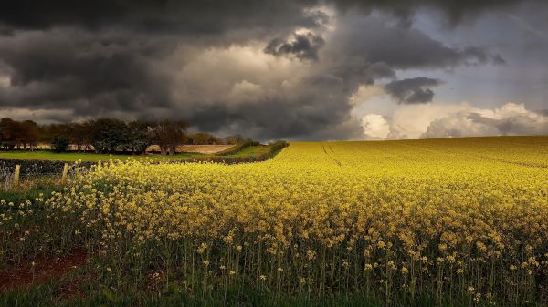 champ,Agro Plants,ciel,des nuages,en plein air,jaune