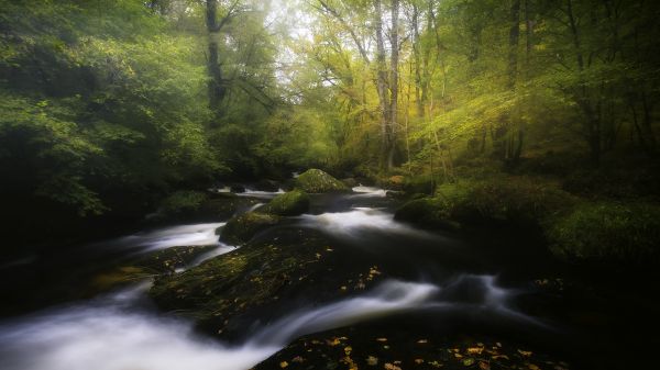 воды,fluvial landforms of streams,растение,филиал,Natural landscape,Дерево