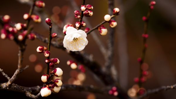 mat,natur,gren,jul,blommor,blomma