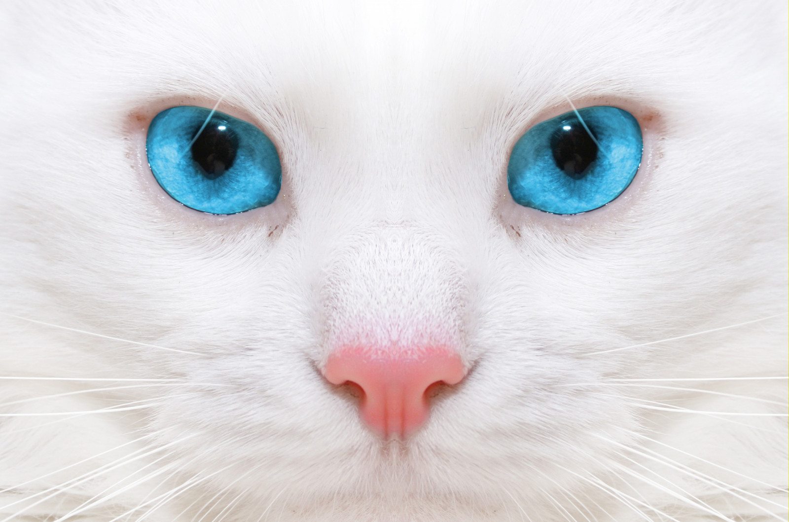 blanco, gato, azul, nariz, bigotes, piel, hermosa, ojo, gatito, mamífero, cuerpo humano, Organo, de cerca, Gato como mamífero, hocico, Gatos pequeños a medianos, gato blanco