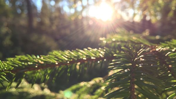 sunlight, trees, forest, nature, grass, closeup