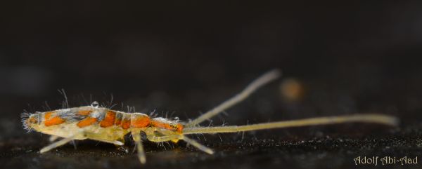 ส้ม, ดำ, แมโคร, ใกล้ชิด, blackbackground, ข้อผิดพลาด