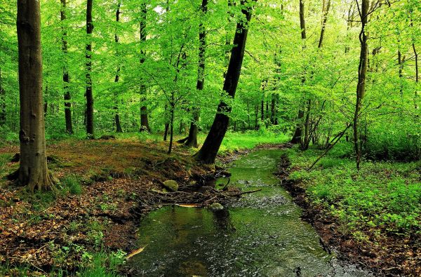 sunlight, trees, forest, nature, green, river