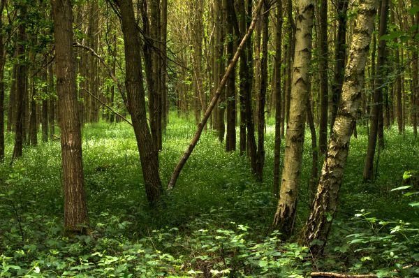 sunlight, forest, nature, branch, green, trees