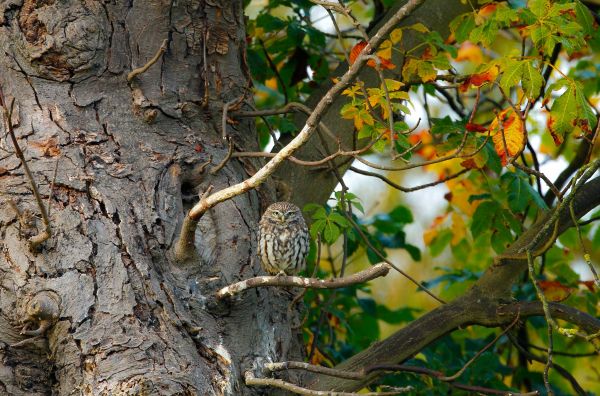 alam, cabang, pohon, hewan, margasatwa, burung hantu