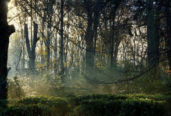 lumina soarelui, copaci, pădure, natură, reflecţie, iarbă