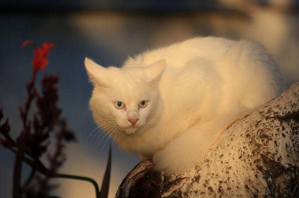 blanco, gato, nariz, bigotes, piel, árbol