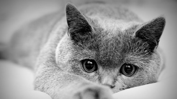 blanco, gato, nariz, negro, monocromo, fotografía