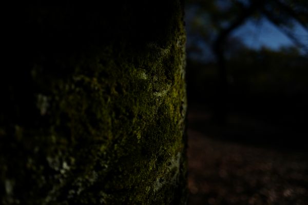 Japan, zonlicht, nacht, natuur, reflectie, Bos