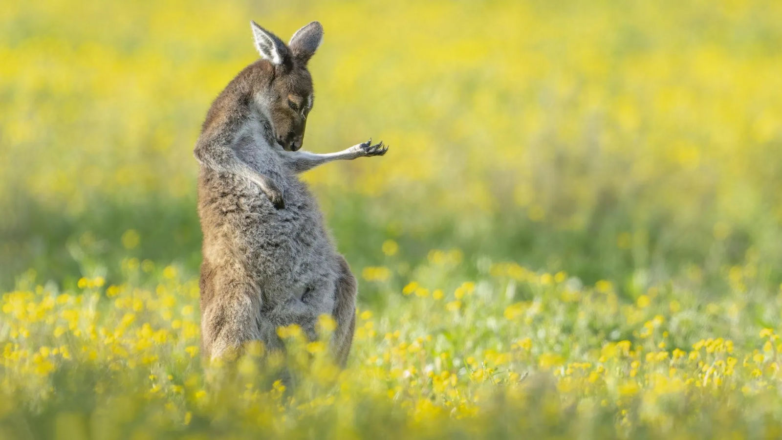 hewan, marsupial, macropod, kanguru, Australia, alam, margasatwa, fotografi, air guitar