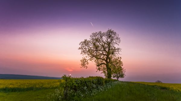 lumière du soleil, des arbres, paysage, forêt, le coucher du soleil, 500px