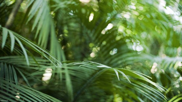 sunlight, forest, nature, grass, depth of field, garden