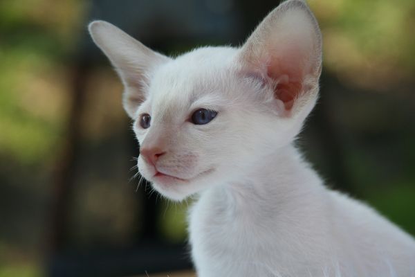 gato, bigotes, gatito, mamífero, tailandés, fauna