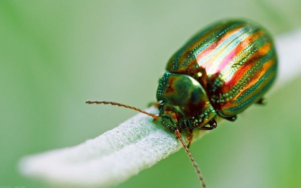 natur,fotografi,makro,insekt,grön,Skalbagge