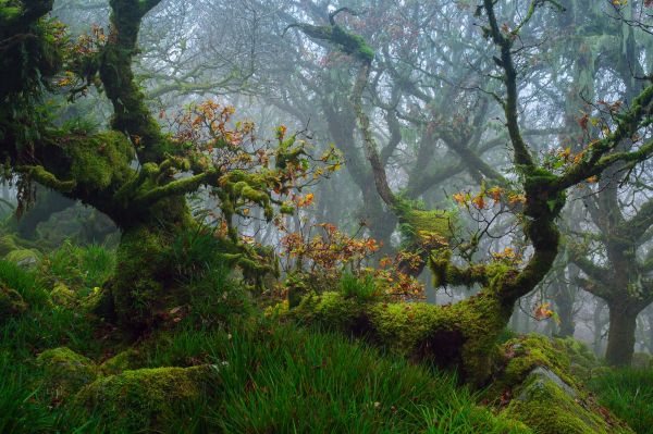 sunlight, trees, forest, nature, grass, plants