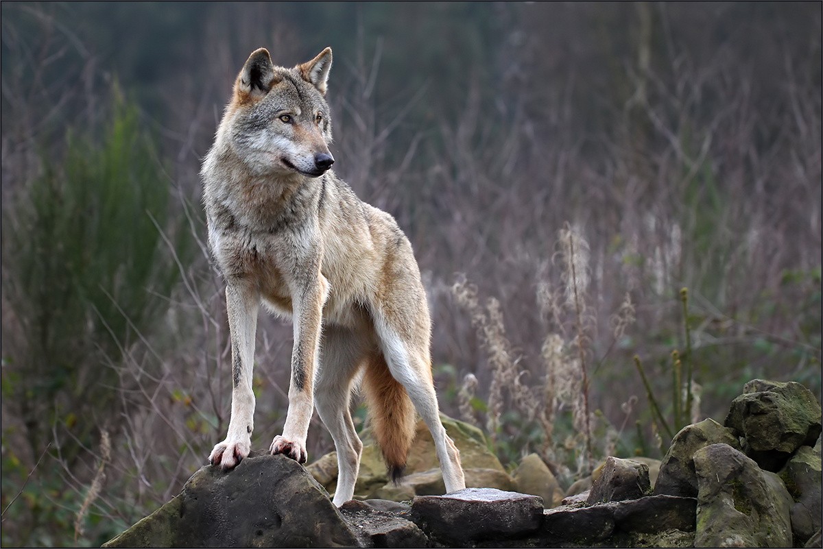 animals, nature, wildlife, wolf, fauna, mammal, vertebrate, wolfdog, saarloos wolfdog, dog like mammal, dhole, czechoslovakian wolfdog, canis lupus tundrarum, red wolf