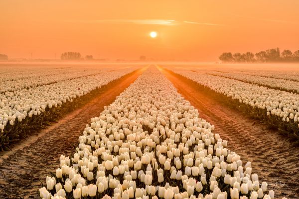 Agro Plants,champ,fleurs,ciel,Tulipes,Soleil