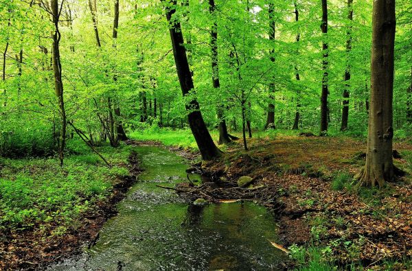 sunlight, trees, forest, green, river, wilderness