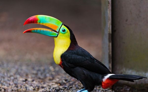 birds, animals, toucans, beak, bird, feather