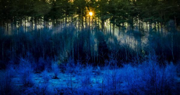 lumina soarelui, copaci, pădure, noapte, natură, reflecţie