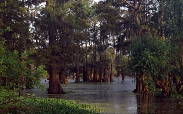 Árvores,panorama,floresta,agua,natureza,reflexão