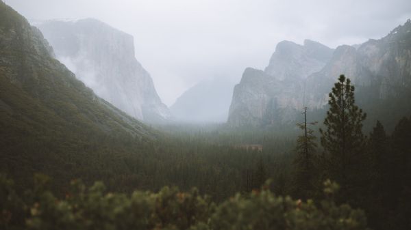 Munte,cer,nor,Natural landscape,copac,ceaţă