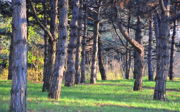 landschap,natuur,zonlicht,Bos,tak,wildernis