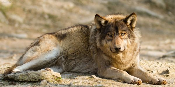 animals, wildlife, wolf, fauna, mammal, mammals