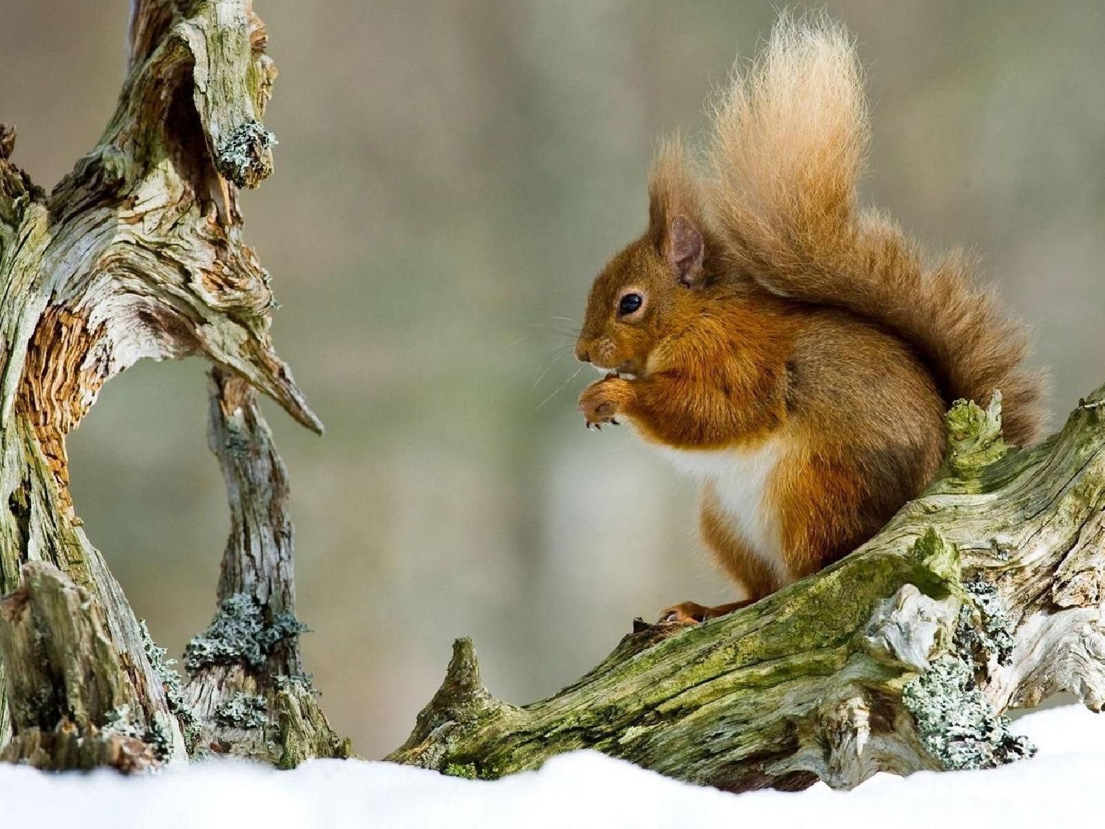 sneh, zimné, veverička, vetva, zver a rastlinstvo, závit, hlodavec, strom, fauna, cicavec, červené vlasy, fox veverička, ňufák, organizmus