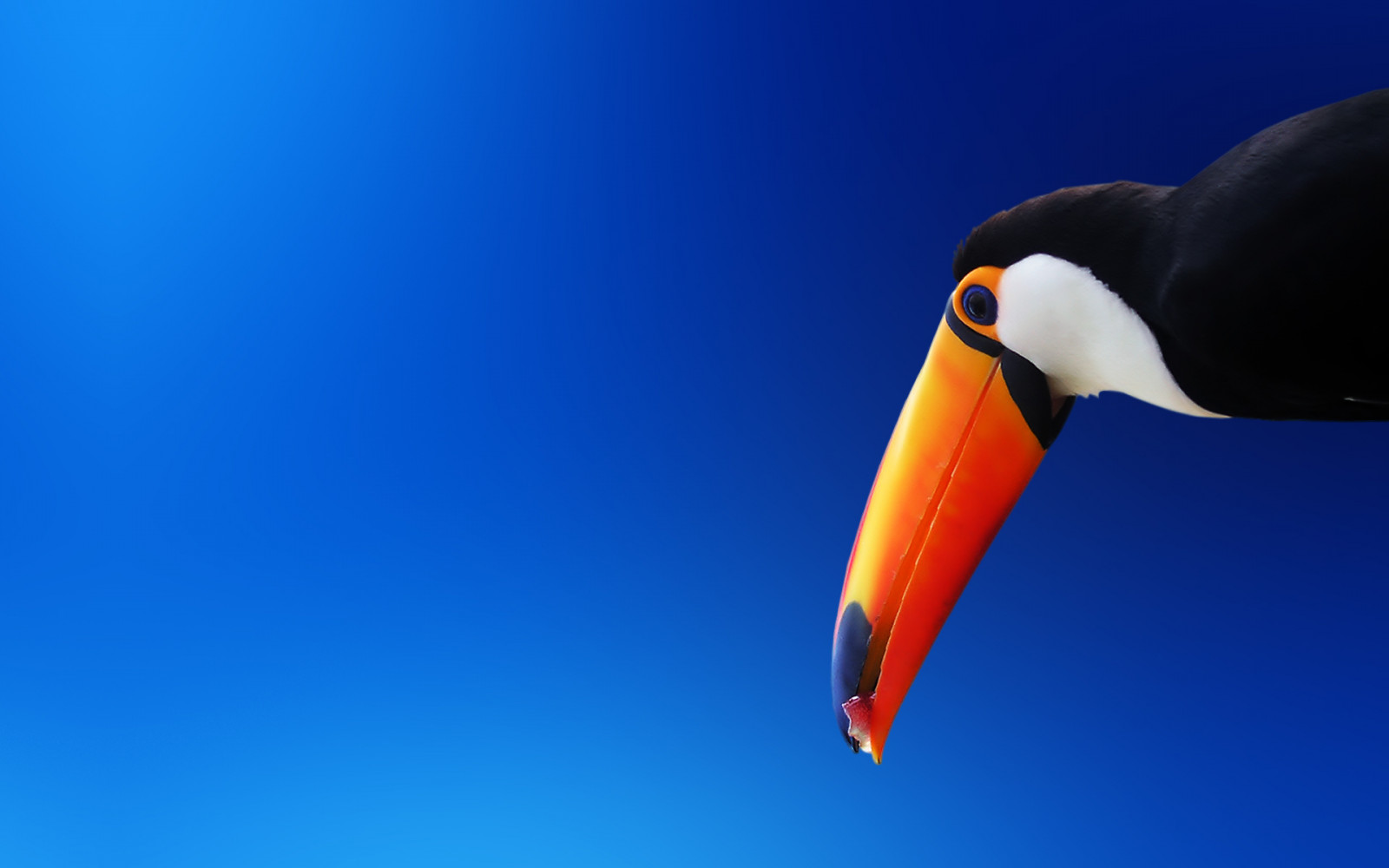 1920x1200 px, animals, background, birds, blue, toucans