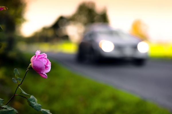 Leica,Strada,auto,50mm,Bokeh,Rosa