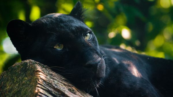 cat, green, wildlife, black, animals, nature