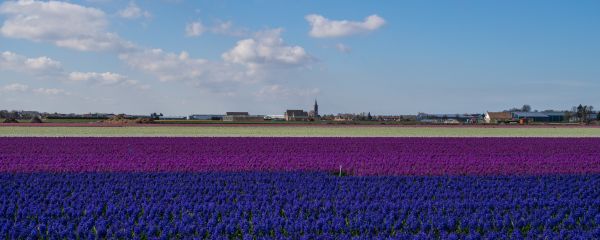 Leica,Flores,blanco,Holanda,azul,Iglesia