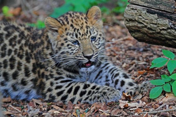 Pisici, leopard, pui, mare, animale sălbatice, Marwell