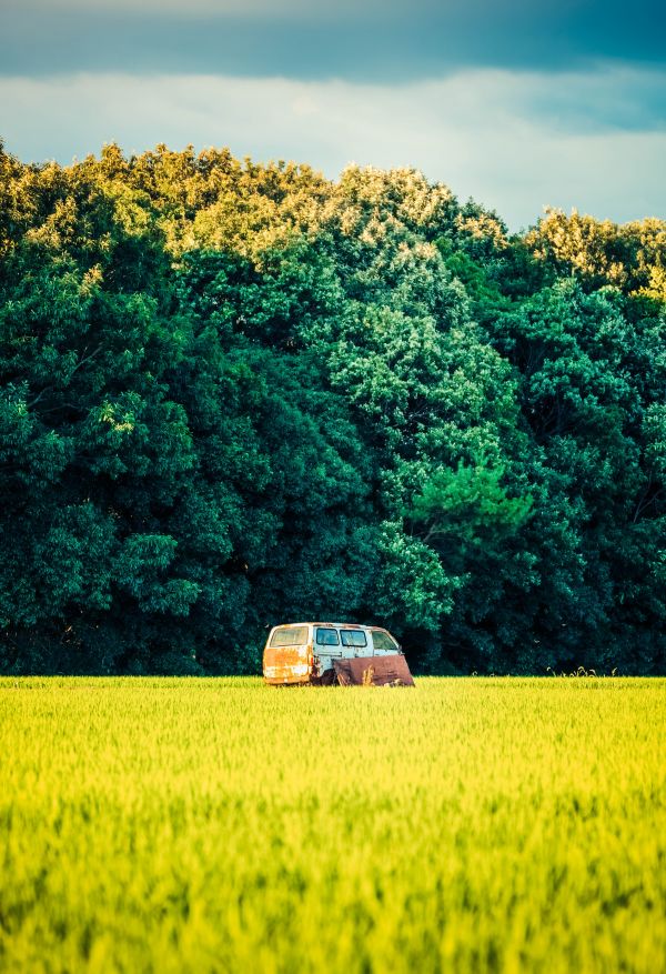 carro,grama,Carro velho,floresta