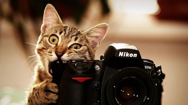 gatto,animali,Nikon,barba,pelle,occhio