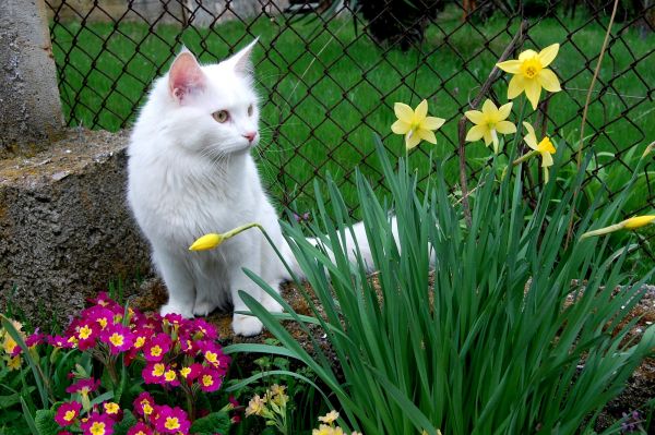 猫,白猫,花卉,坐着,草,花床