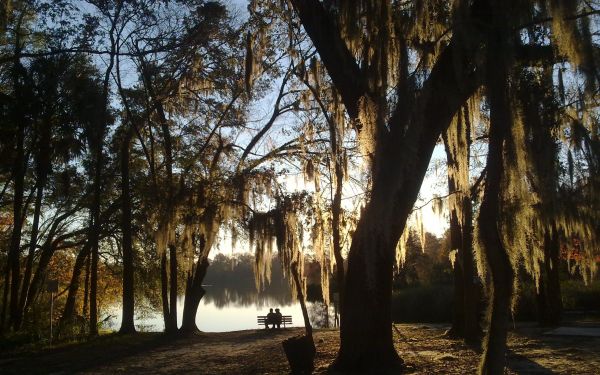 luz solar,panorama,floresta,lago,agua,natureza