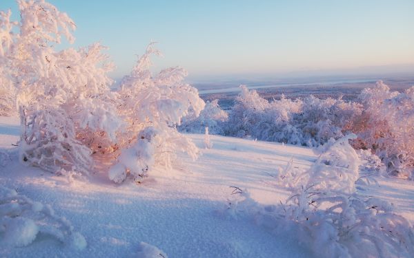 landskab, natur, sne, vinter, is, morgen