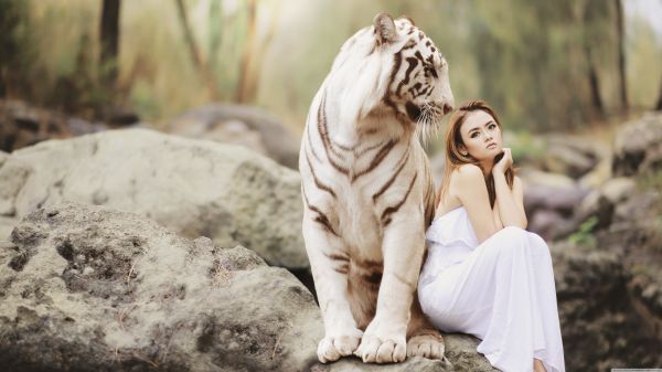 white,giant,white tigers,tiger,88 Girl